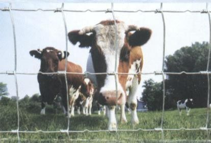 FIELD FENCE